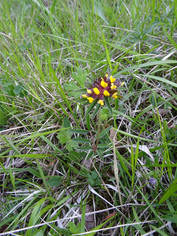 Anthyllis vulneraria - Fabaceae